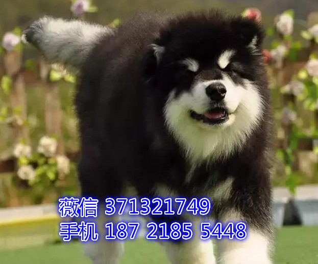 巨型犬阿拉斯加狗狗，巨型犬保健康 南昌犬舍繁