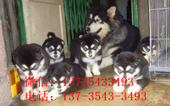 重庆宠物狗狗犬舍出售阿拉斯加犬狗市场在哪买狗卖狗
