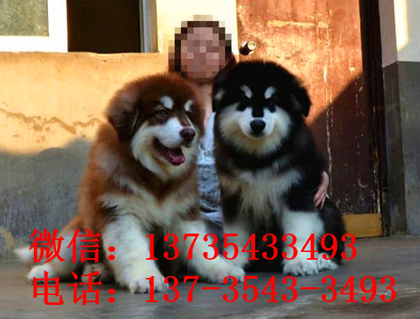 太原犬舍出售纯种阿拉斯加雪橇犬幼犬领养狗狗
