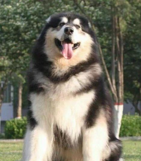 沈阳犬舍转让阿拉斯加犬宠物狗市场在哪买狗卖