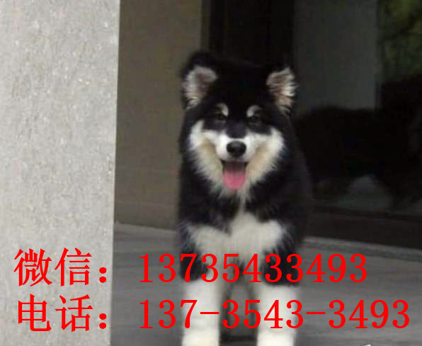 重庆宠物狗狗犬舍出售阿拉斯加犬狗市场在哪买狗卖狗