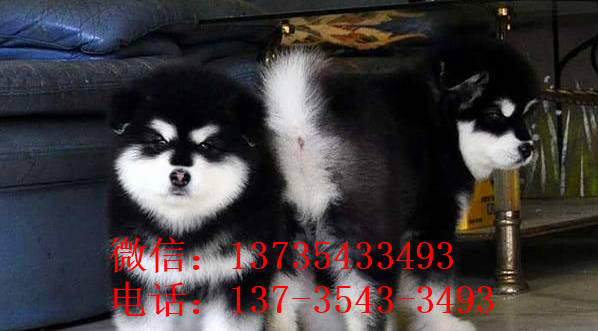 太原宠物狗狗出售纯种阿拉斯加犬幼犬领养犬舍