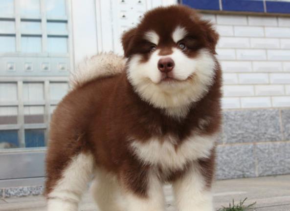 福州犬舍出售纯种阿拉斯加雪橇犬幼犬领养狗狗