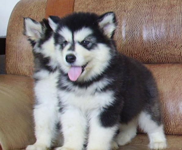 郑州阿拉斯加犬舍出售纯种宠物狗市场在哪卖狗