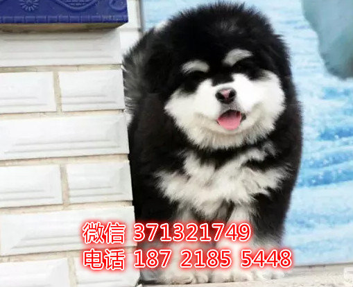 阿拉斯加出售雪橇犬包健康 疫苗本 血统都有特