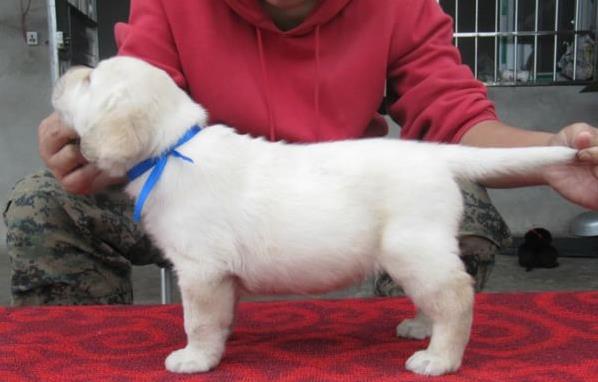 沈阳宠物狗狗犬舍 出售拉布拉多犬幼犬 哪里有