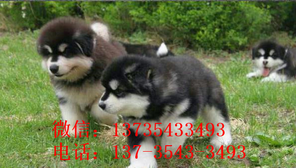 太原犬舍出售纯种阿拉斯加雪橇犬幼犬领养狗狗