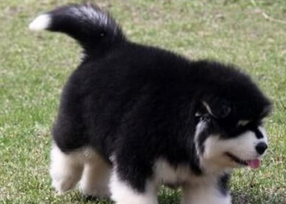 郑州犬舍出售纯种阿拉斯加犬 狗市场在哪 买狗