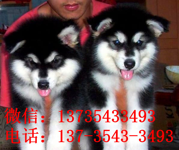 郑州犬舍出售纯种阿拉斯加犬大型犬领养宠物狗狗