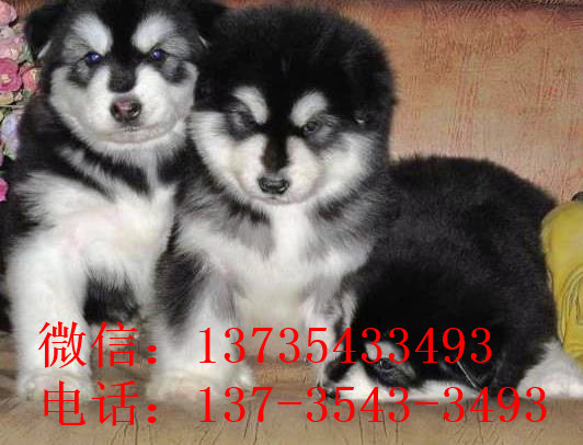 太原宠物狗狗出售纯种阿拉斯加犬幼犬领养犬舍