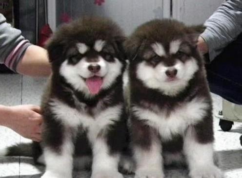 太原狗场犬舍哪里有卖狗买狗宠物狗市场领养阿