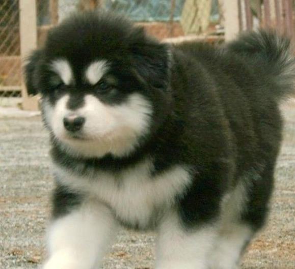 西宁宠物狗狗出售纯种阿拉斯加犬幼犬巨型熊版
