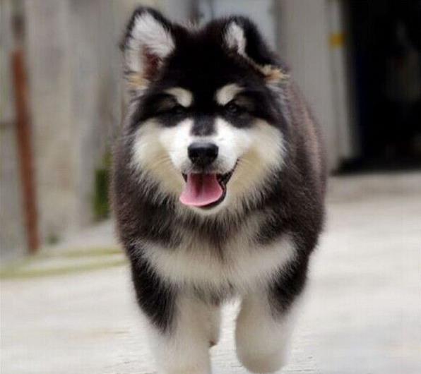 沈阳犬舍出售纯种阿拉斯加雪橇犬幼犬领养狗狗