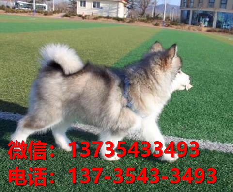 纯种阿拉斯加犬福州犬舍哪里有宠物狗出售哪里