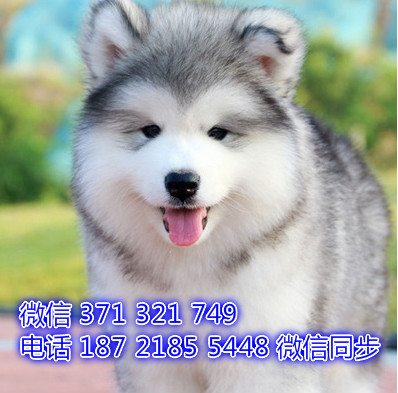 重庆宠物 阿拉斯加犬纯种幼犬出售 重庆犬舍狗