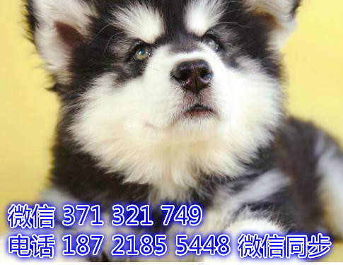 郑州全国发货 犬舍阿拉斯加售纯种幼犬 包售后 包健康瓢