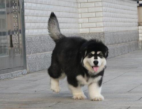 纯种阿拉斯加幼犬出售 郑州犬舍领养宠物狗狗