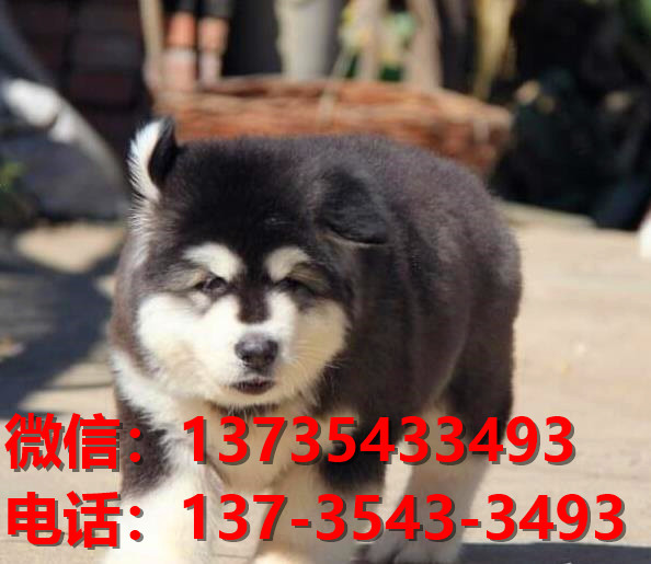 纯种阿拉斯加犬郑州犬舍哪里有宠物狗出售哪里