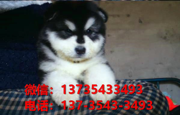 纯种阿拉斯加犬太原犬舍哪里有宠物狗出售哪里有卖狗买狗市场
