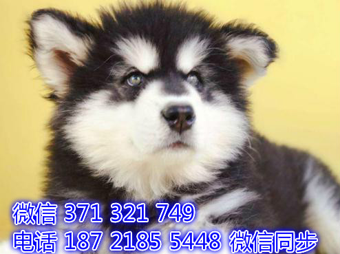天津全国发货 阿拉斯加犬出售幼犬 天津宠物狗