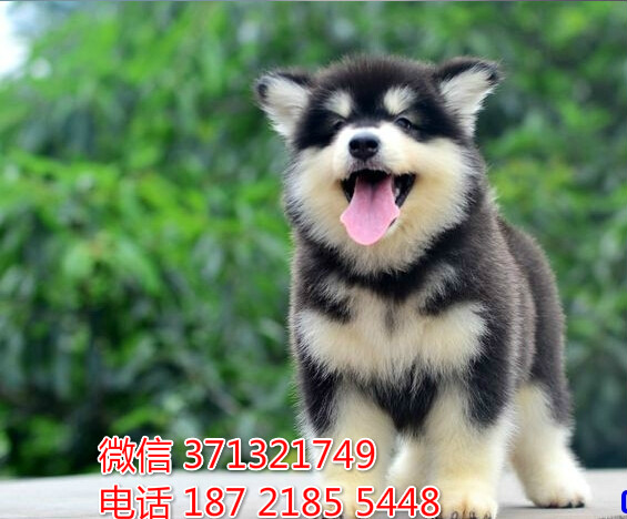 太原宠物 阿拉斯加犬纯种幼犬 太原狗场 特价