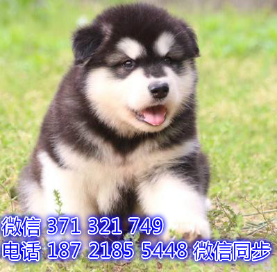 全国发货 阿拉斯加犬纯种幼犬出售 巨型犬阿拉