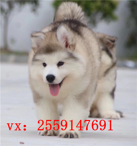 福州哪里卖纯种阿拉斯加犬 福州红色阿拉斯加