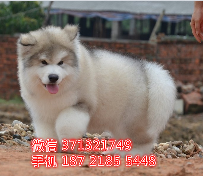 太原 阿拉斯加犬出售纯种幼犬 太原狗场繁殖太