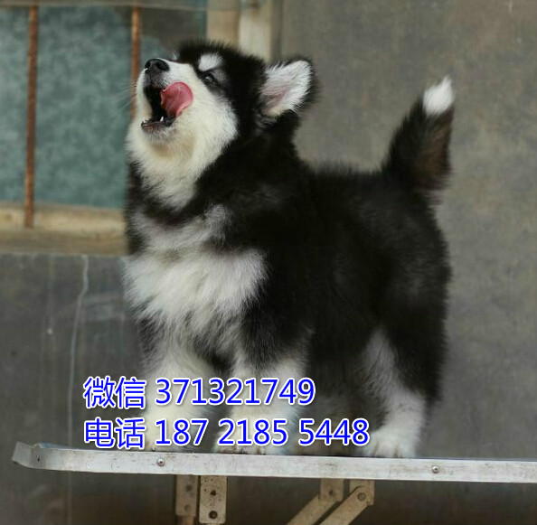 郑州宠物 阿拉斯加犬纯种幼犬 郑州狗场  特价宠物