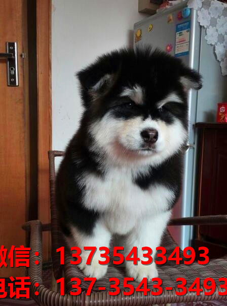 纯种阿拉斯加犬郑州犬舍哪里有宠物狗出售哪里有卖狗买狗市场