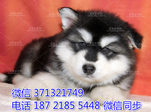 郑州特惠阿拉斯加犬出售纯种幼犬 郑州狗场在哪里