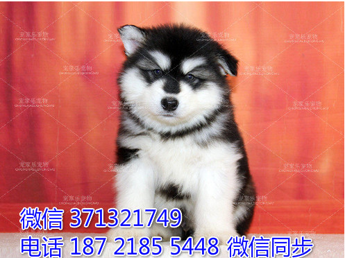 郑州特惠阿拉斯加犬出售纯种幼犬 郑州狗场在哪里