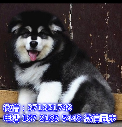 特价阿拉斯加出售纯种幼犬 专业繁殖专业发货 可上门看值