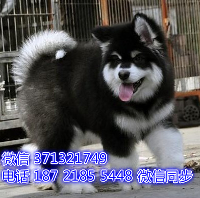 特价阿拉斯加出售纯种幼犬 专业繁殖专业发货 可上门看睦