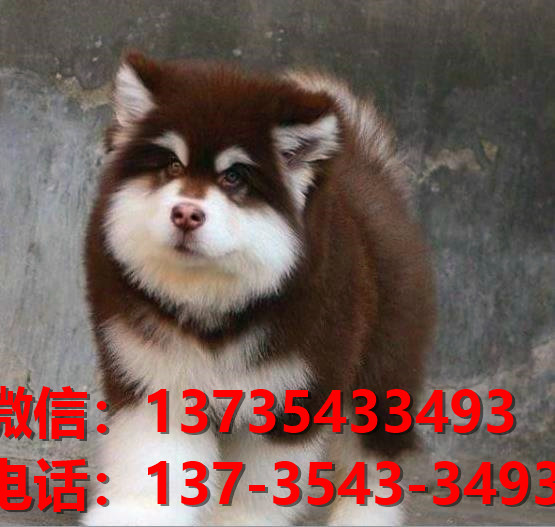 山西附件哪里有狗市场犬舍在哪里卖狗地方买狗