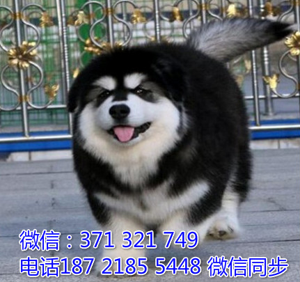 全国特惠阿拉斯加纯种幼犬 支持上门 支持空运汽运 包健康行