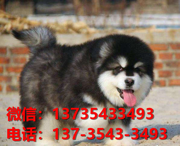 郑州宠物狗狗犬舍在哪里卖狗地方 哪里有阿拉