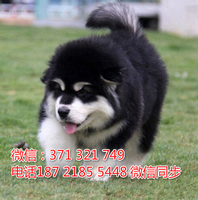 全国特惠阿拉斯加纯种幼犬 支持上门 支持空运汽运 包健康诿