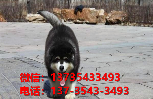 河南附近哪里有狗市场犬舍在哪里卖狗地方买狗正宗阿拉斯加犬