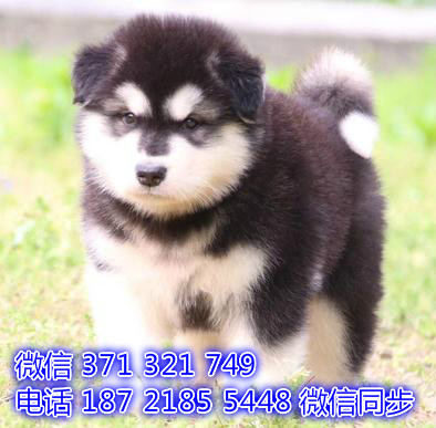 宠物狗狗阿拉斯加全国可以发货 犬舍繁殖 包健康粤