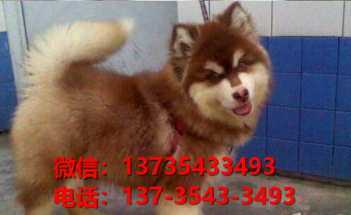 太原宠物狗狗犬舍在哪里卖狗地方 哪里有阿拉斯加犬领养狗市场在哪买狗