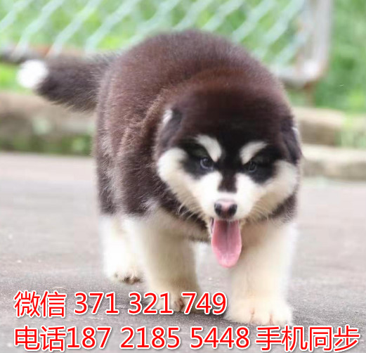 阿拉斯加幼犬出售纯种 狗场直销宠物 哪里有宠物狗狗呈