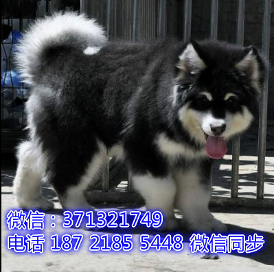 特价阿拉斯加出售纯种幼犬 专业繁殖专业发货 可上门看交