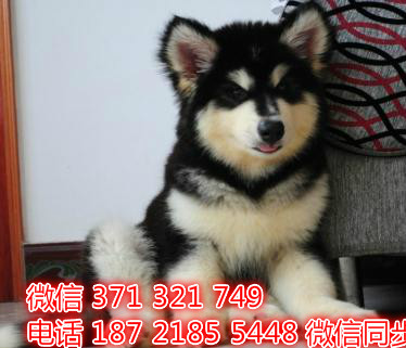 犬舍直销，哪里有宠物阿拉斯加，精品小型中型大型