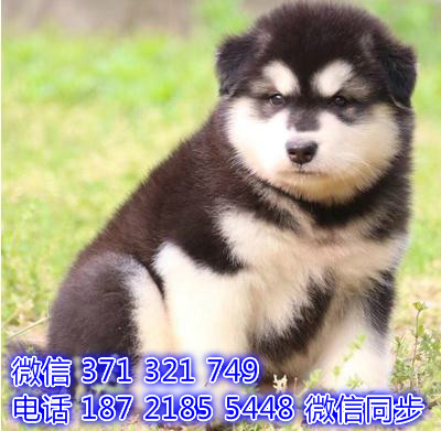 阿拉斯加出售 宠物狗狗  宠物市场 狗狗图片 买卖狗狗谀