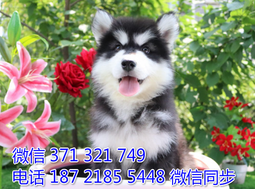 犬舍阿拉纯种幼犬出售 阿拉斯加雪橇犬精品狗场宠物狗炒