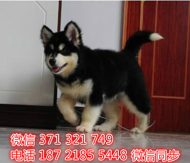犬舍直销，哪里有宠物阿拉斯加，精品小型中型大型犬狗狗淖