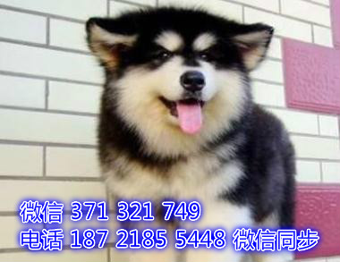 阿拉斯加宠物买卖 宠物市场 宠物狗狗图片宠物网琶