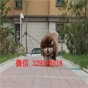  漯河哪里有熊版阿拉斯加卖巨型灰桃阿拉斯加