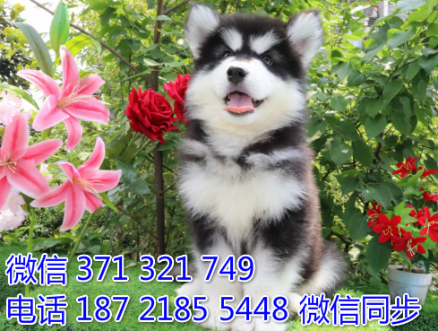 犬舍阿拉纯种幼犬出售 阿拉斯加雪橇犬精品狗场宠物狗坦